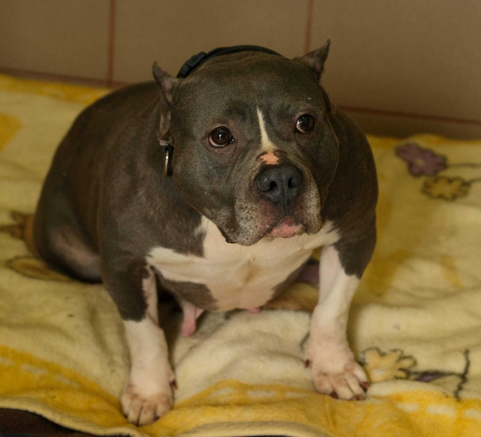 Hera- sunia american bully do adopcji