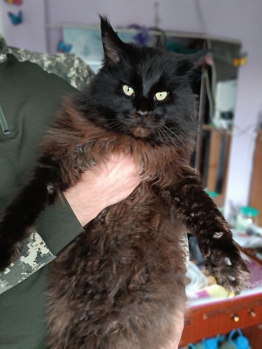 Мэйн-кун     в'язка