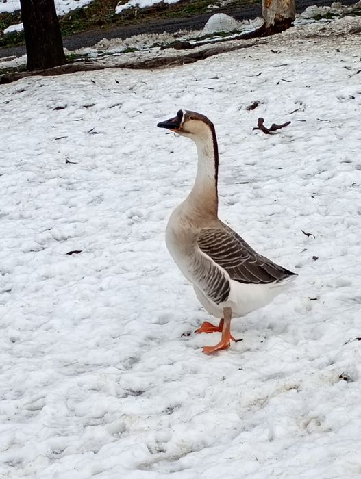 Sprzedam gąsiora garbonosego