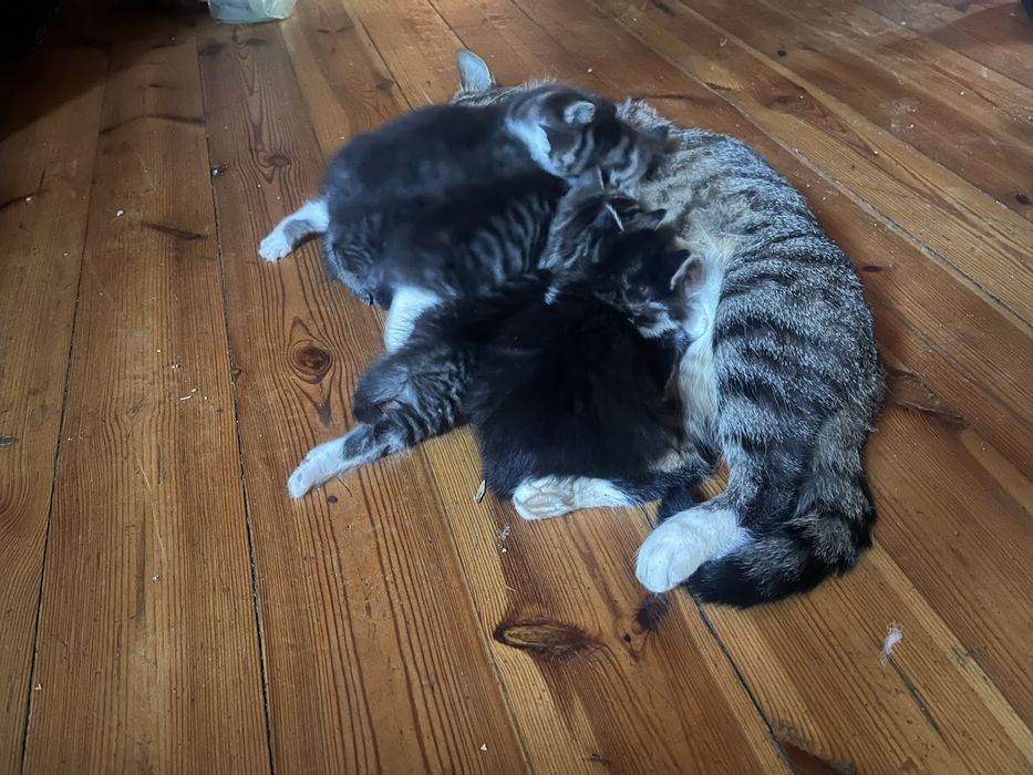 Mam do wydania cztery kociaki urodziły się 28 września .Drugi miot