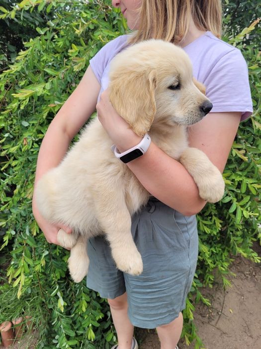 Golden retriever szczeniak piesek