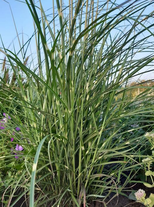 Продам декоративні трави