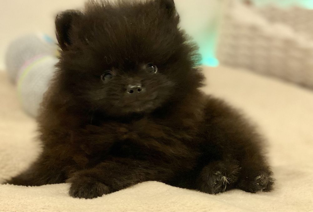 Pomeranian / szpic miniaturowy