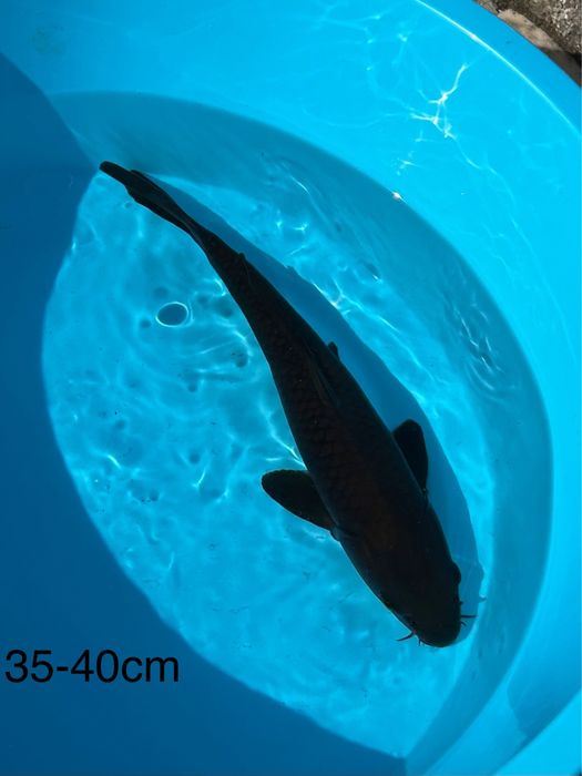 Carpas Koi Chagoi 20-55cm - PROMOCAO BLACK FRIDAY