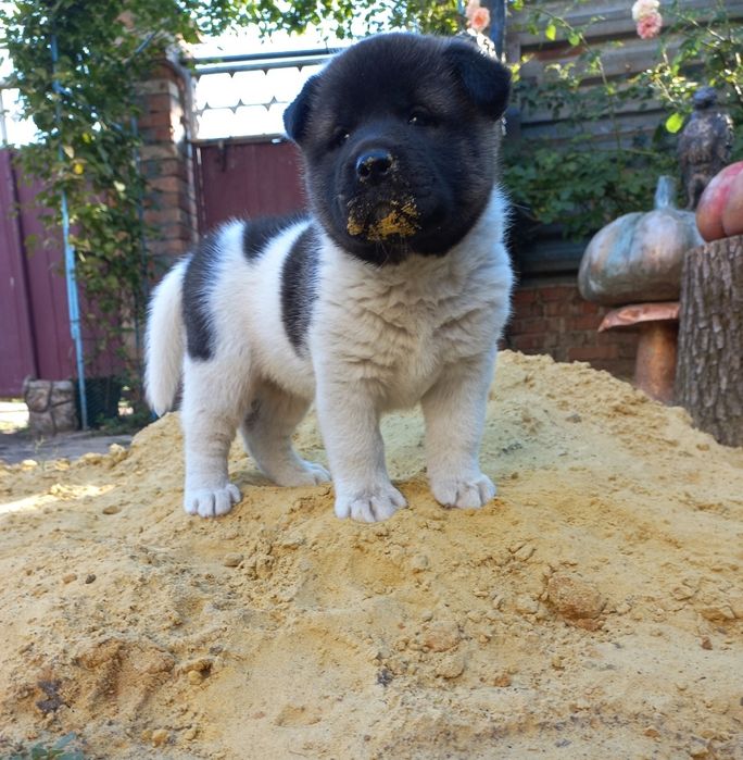 Щенки Американская акита, недорого!