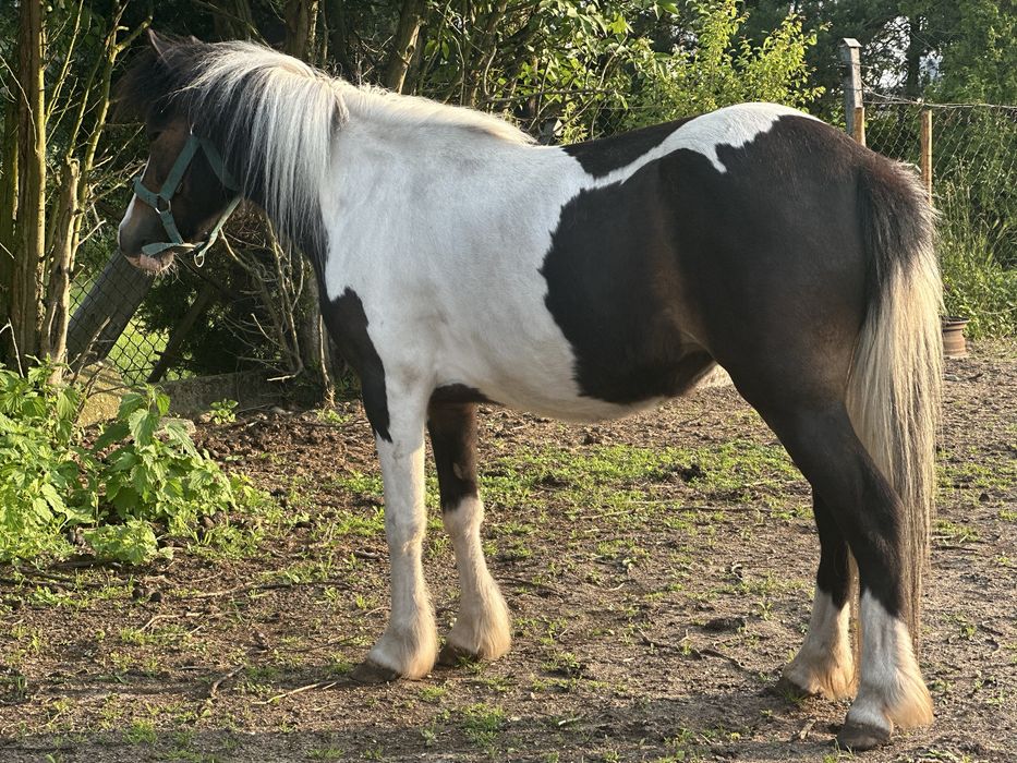 Kuc klacz na sprzedaz