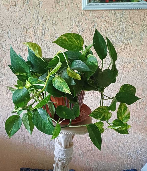 Растение epipremnum aureum золотой потос, дьявольский плющ