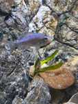 Ophthalmotilapia ventralis 'whitecap' katondo