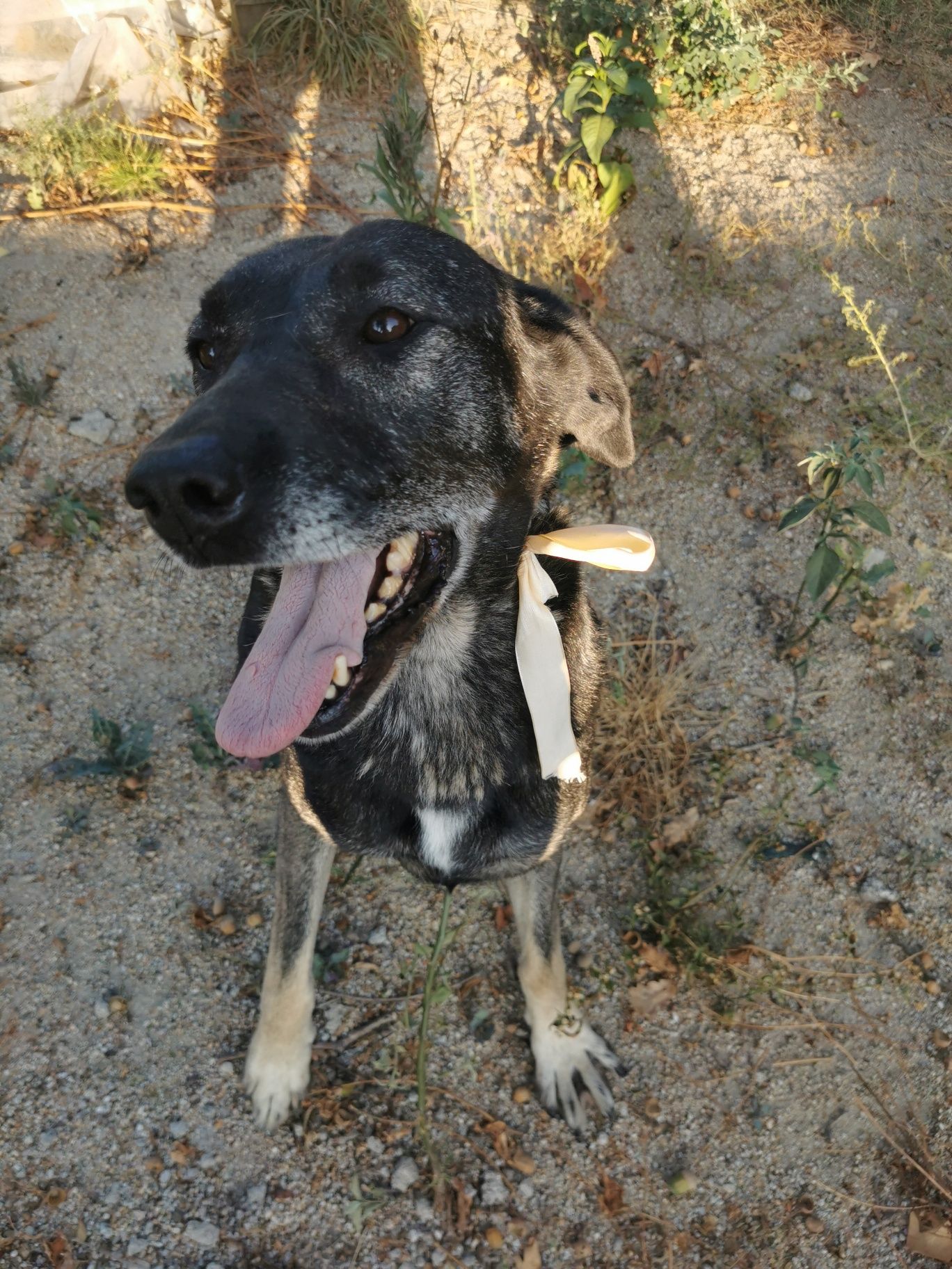 Cadela para adoção