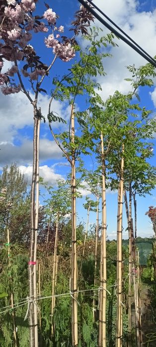 Katalpa,kataloy , bonsai