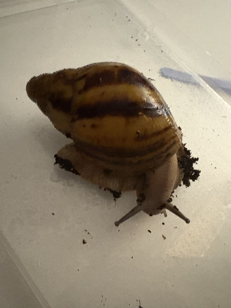 slimak afrykanski archachagina marginata ovum