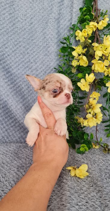 Excecional menino mini mini merle Chihuahua/Chiuaua. LinhagemRussa