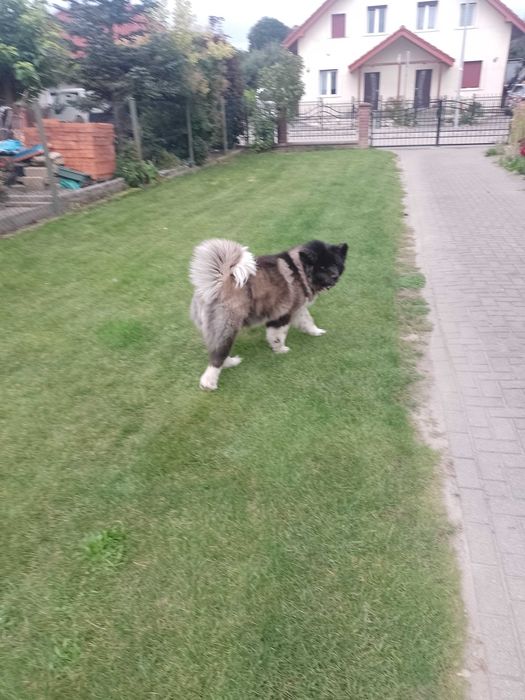 Sprzedam Akitę Amerykańską suka FCI.
