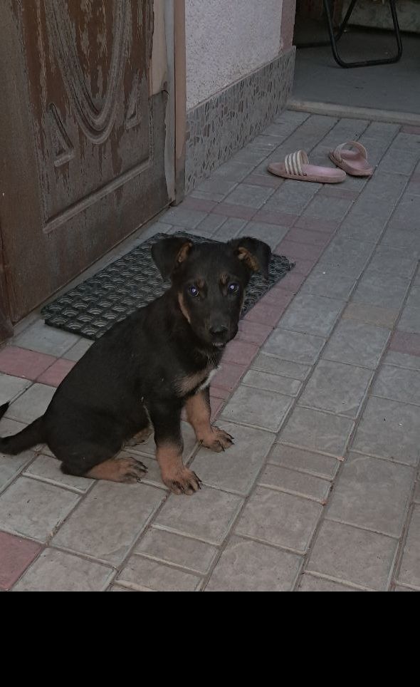 Цуценята. Віддам