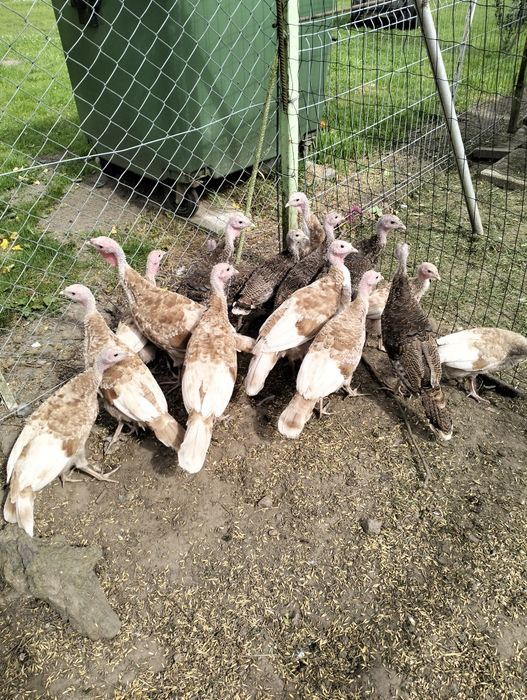 Sprzedam indyki młode