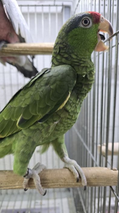 Papagaio viridigenalis