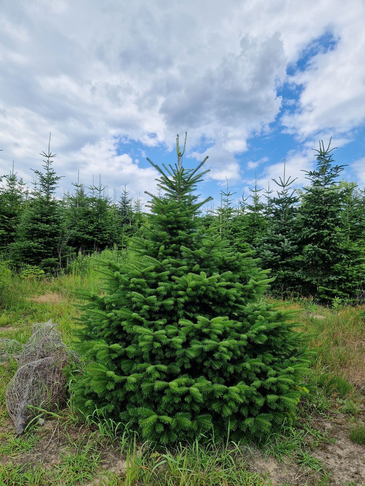 Jodła kaukaska 4 letnia 30 cm sadzonki abies choinki