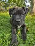 Amstaff American Staffordshire Czarna Suczka