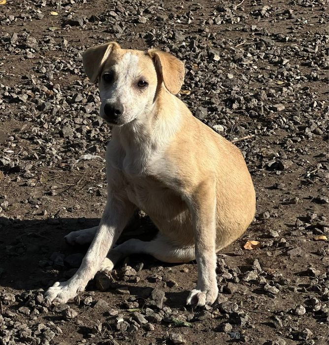 Красивая и добрая щенок Невезушка