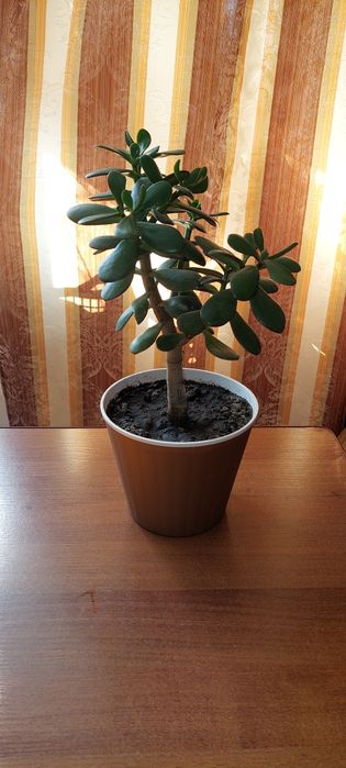 Грошове дерево Blue Bird красула денежное дерево