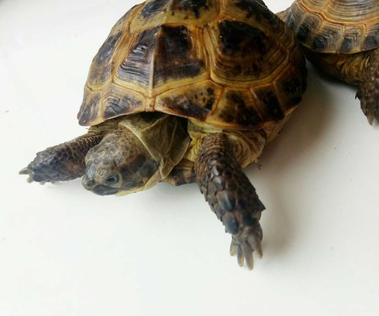 Черепаха степова середньоазiйська сухопутна молоденька
