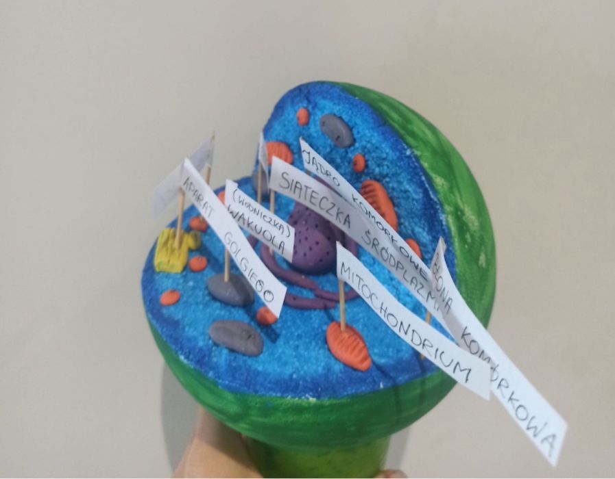 Model komórki zwierzęcej