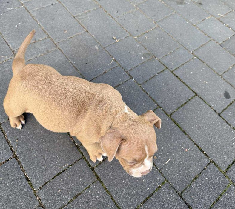 American Bully suczka ABKC
