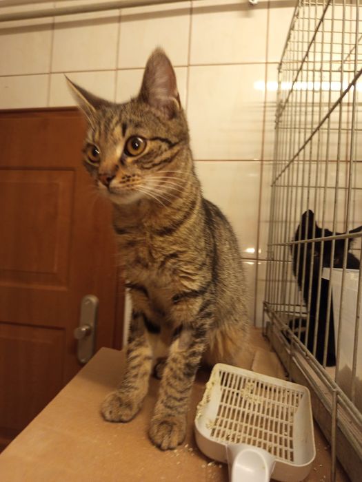 4 miesięczny kocurek szuka domu niewychodzącego