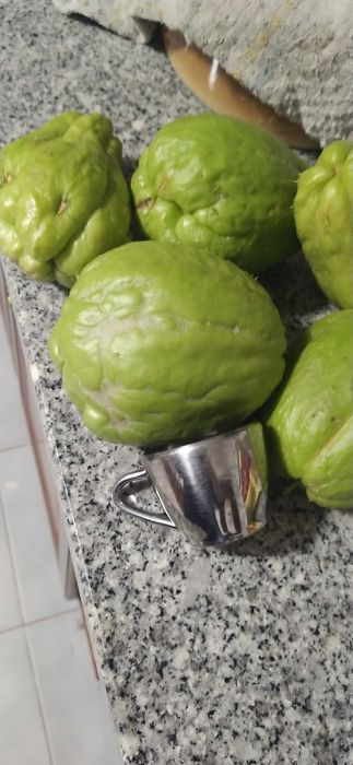 Xuxu produção biológica