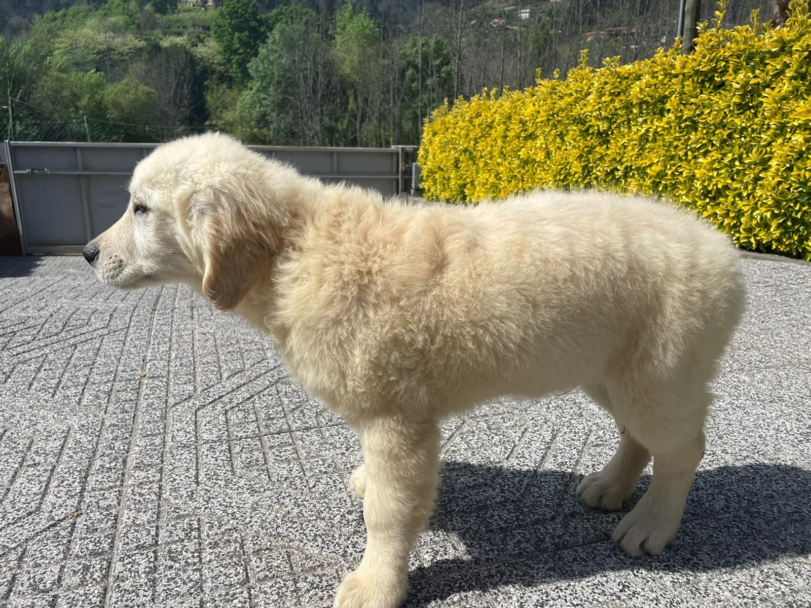 Golden Retriever com LOP descendente de Campeões