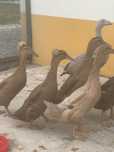 Patos Pompom e s/pompom