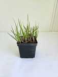 Proso rózgowate ‘Heavy Metal’ (Panicum virgatum ‘Heavy Metal’)
