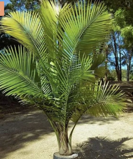Канарская пальма, финик канарский
