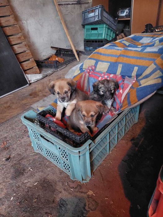 Kundelki oddam w dobre ręce