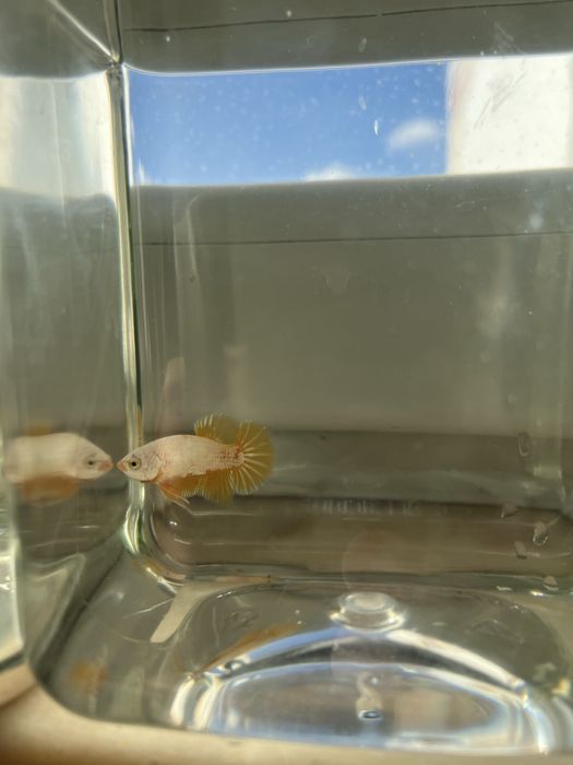 Betta splendens- Macho yellow dragon halfmoon plakat