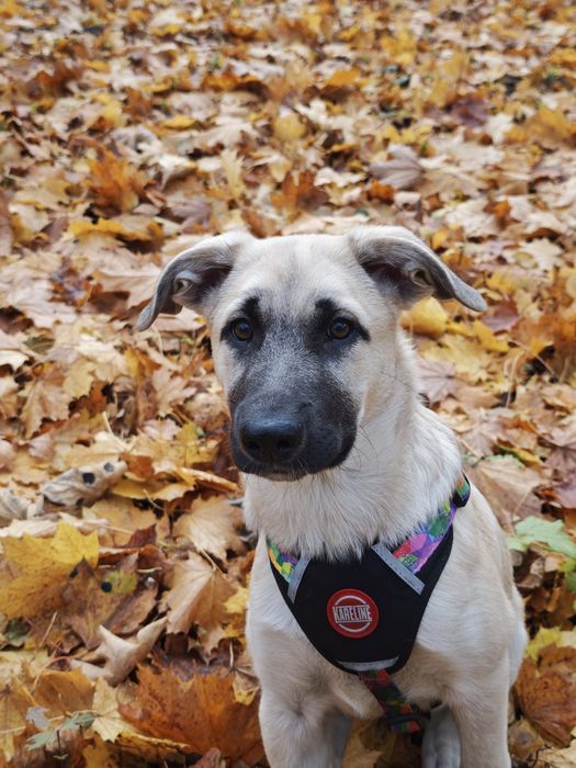 Цуценя в добрі руки, дівчинка в добрі руки