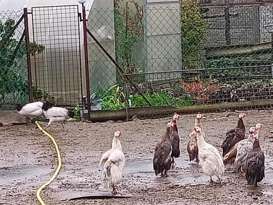 Perliczk na sprzedaż