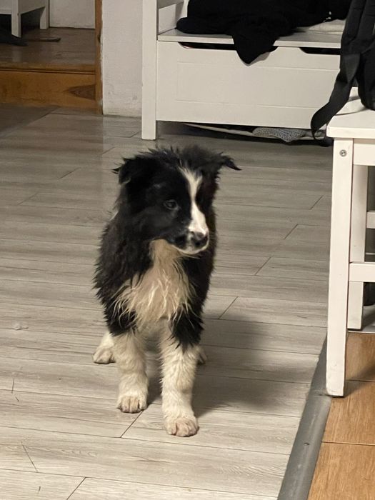 Suka border collie szczeniak