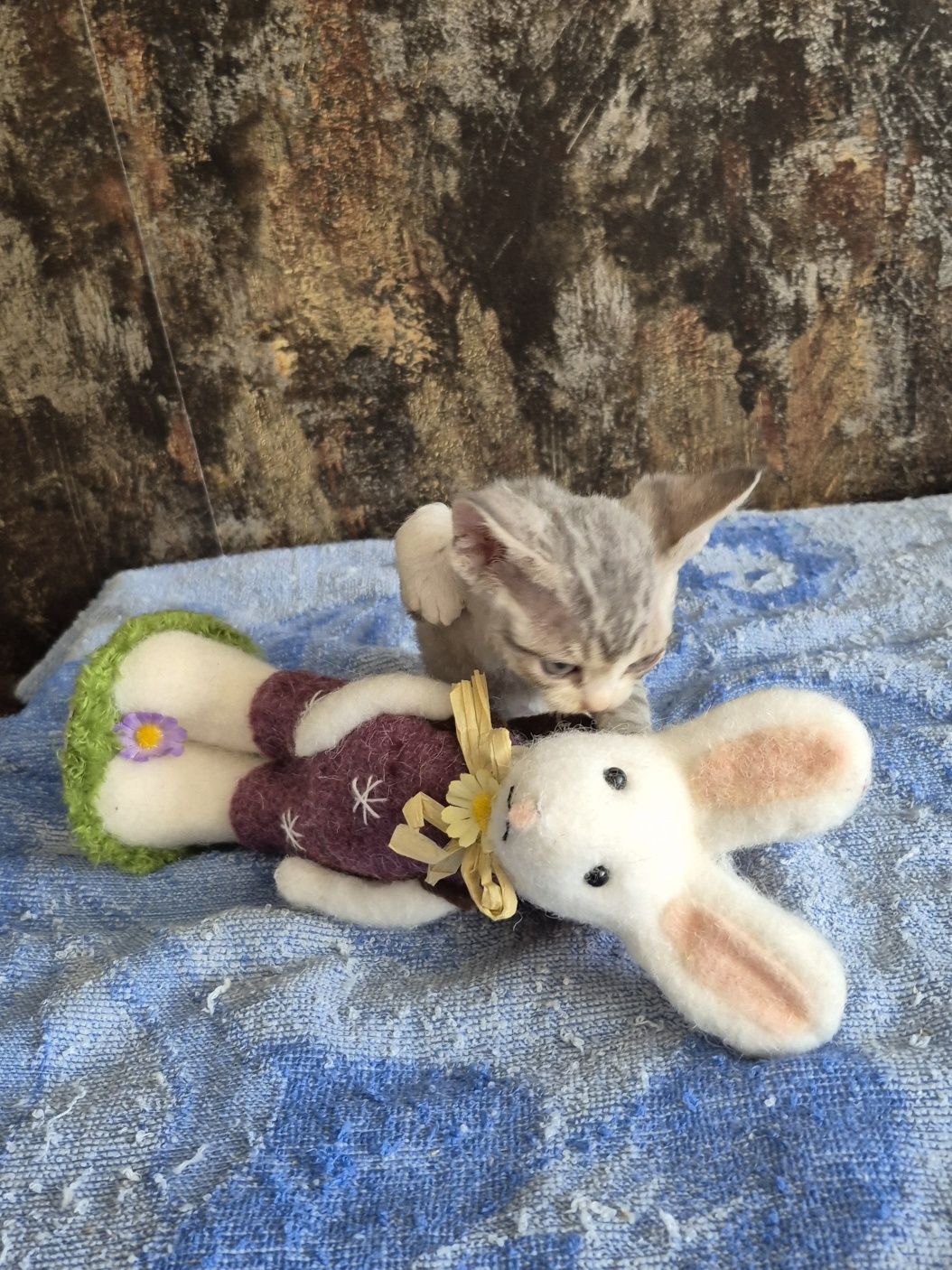 Kocurek Devon Rex