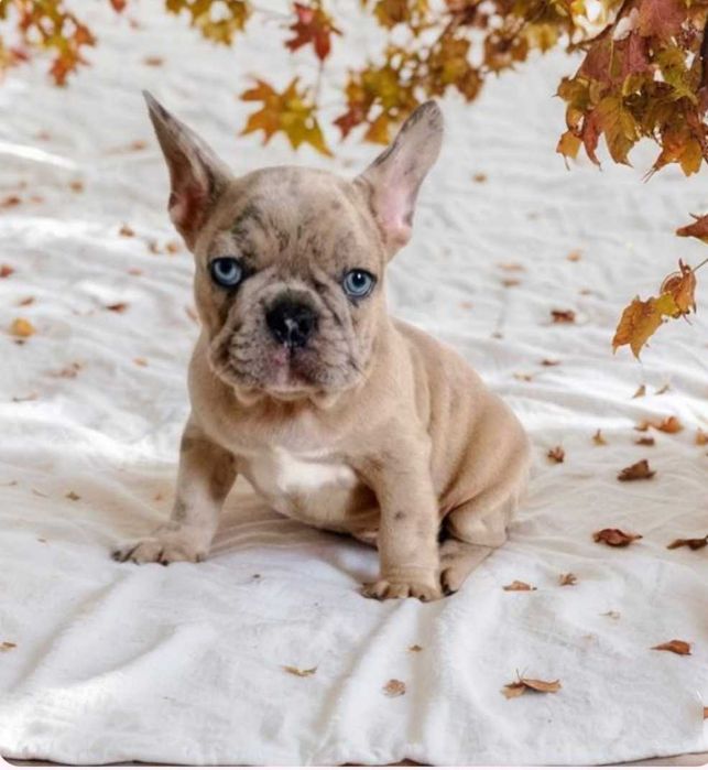 Красивый, голубоглазый, французский мальчик.