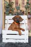 Rhodesian Ridgeback suczka Ślask standardowa śliczna dziewczynka