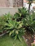 Mudas de Agave attenuata