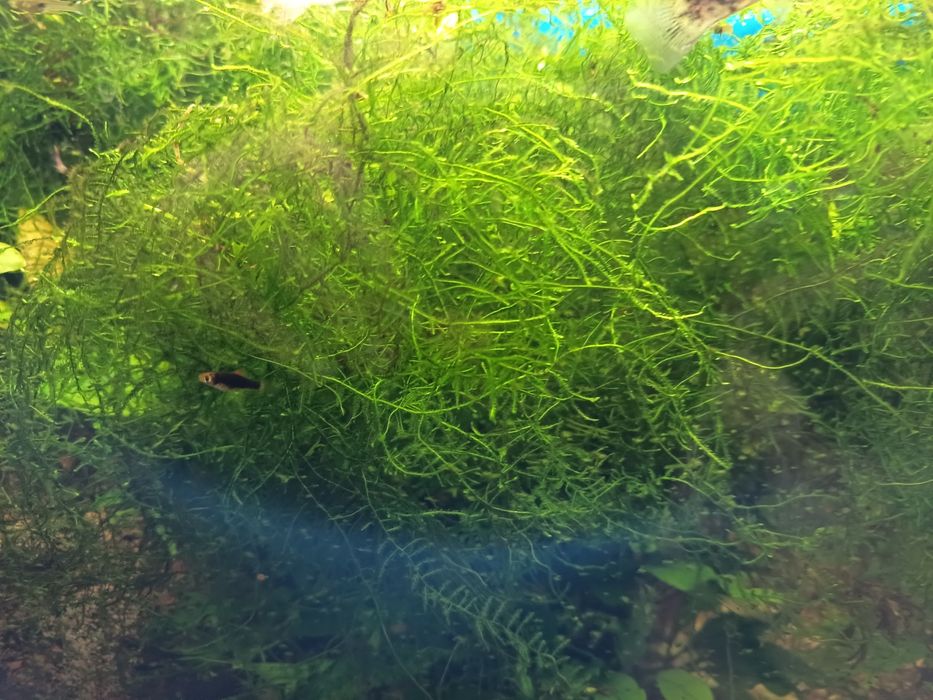 Roślinki do akwarium