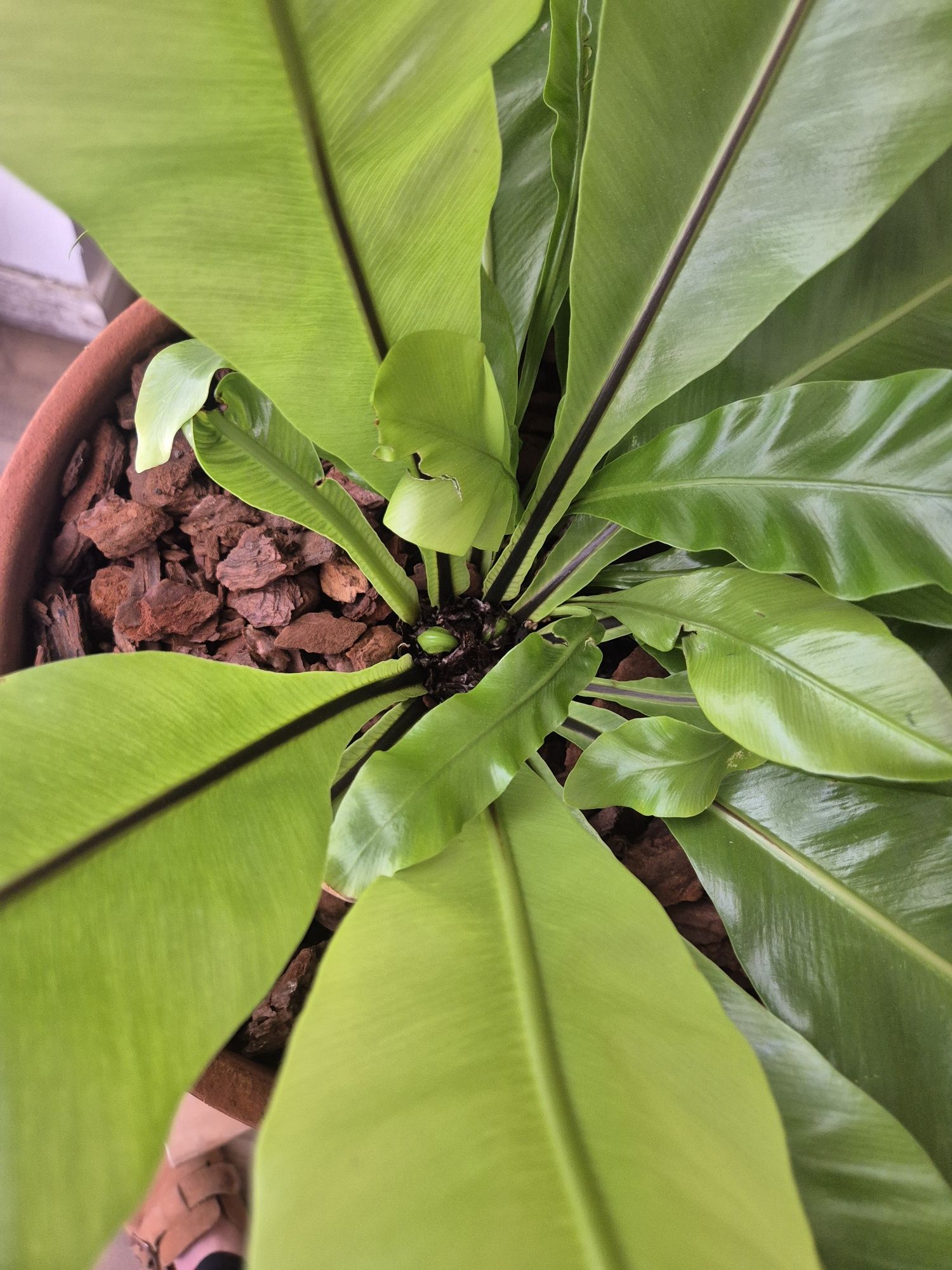 Planta tropical - Asplenium Nidus