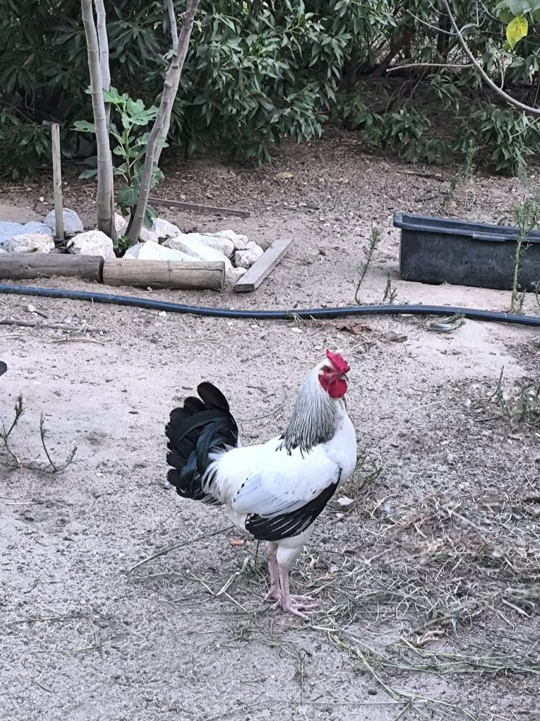 Galos híbridos Sussex