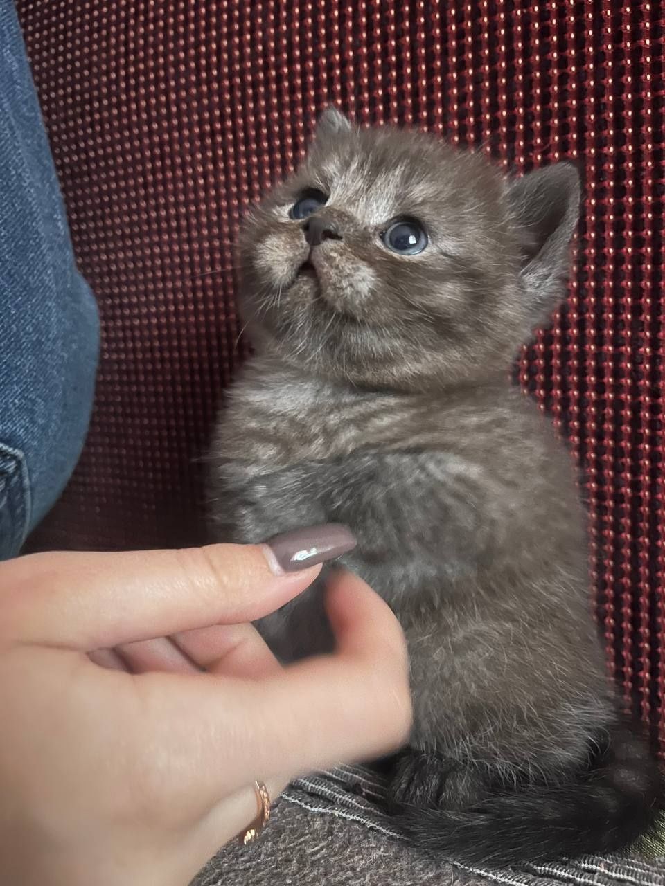 Шотландский котёнок