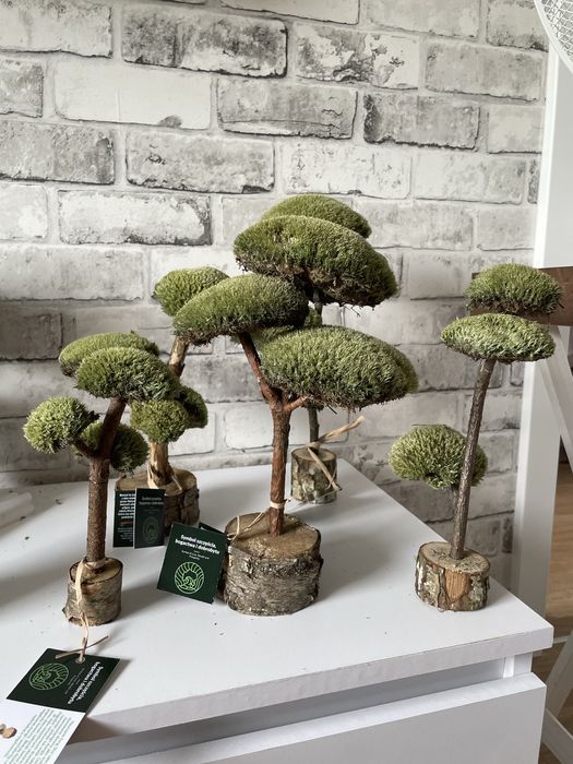 Drzewo bonsai z prawdziwego drzewa i mhcu