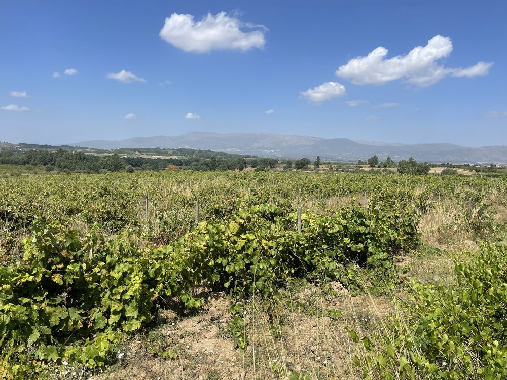 Terreno-Quinta em Caria 5 Hectares Vinha Rustico/Urbano