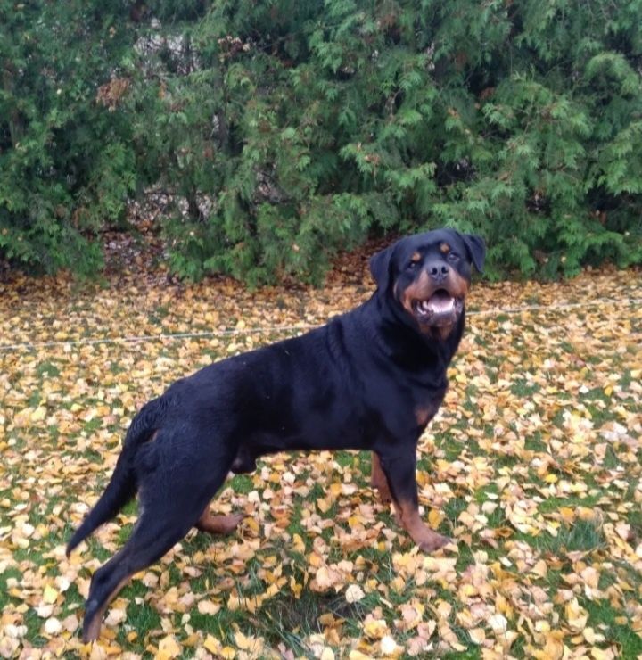 Rottweiler super charakter