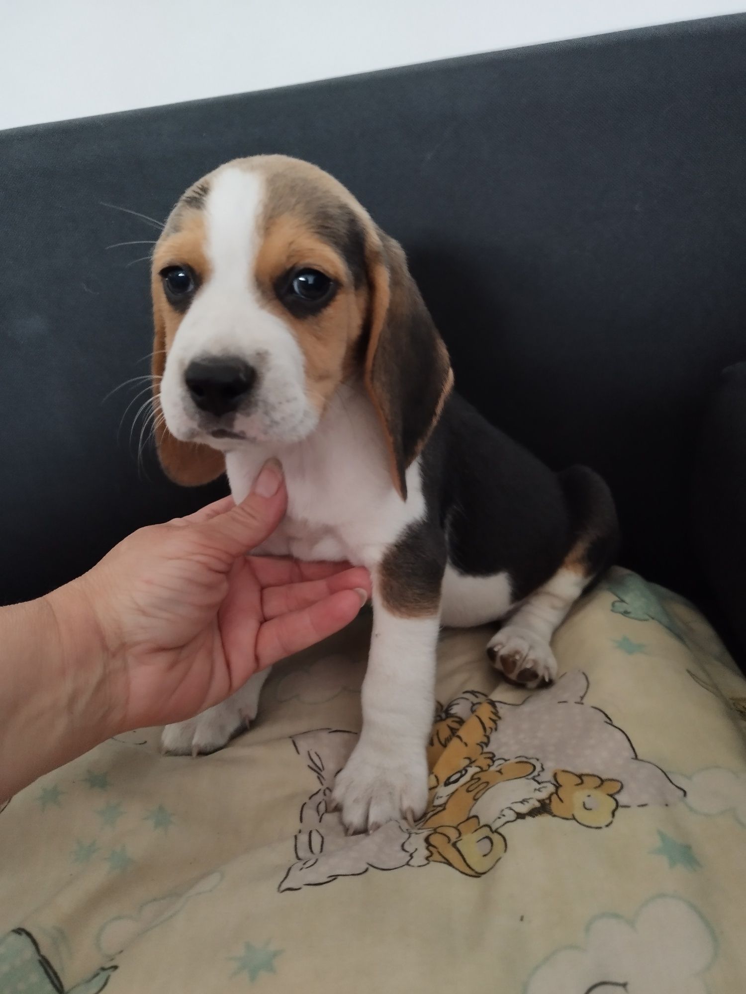 Rasowy szczeniak Beagle tricolor po rodzicach z profilem DNA